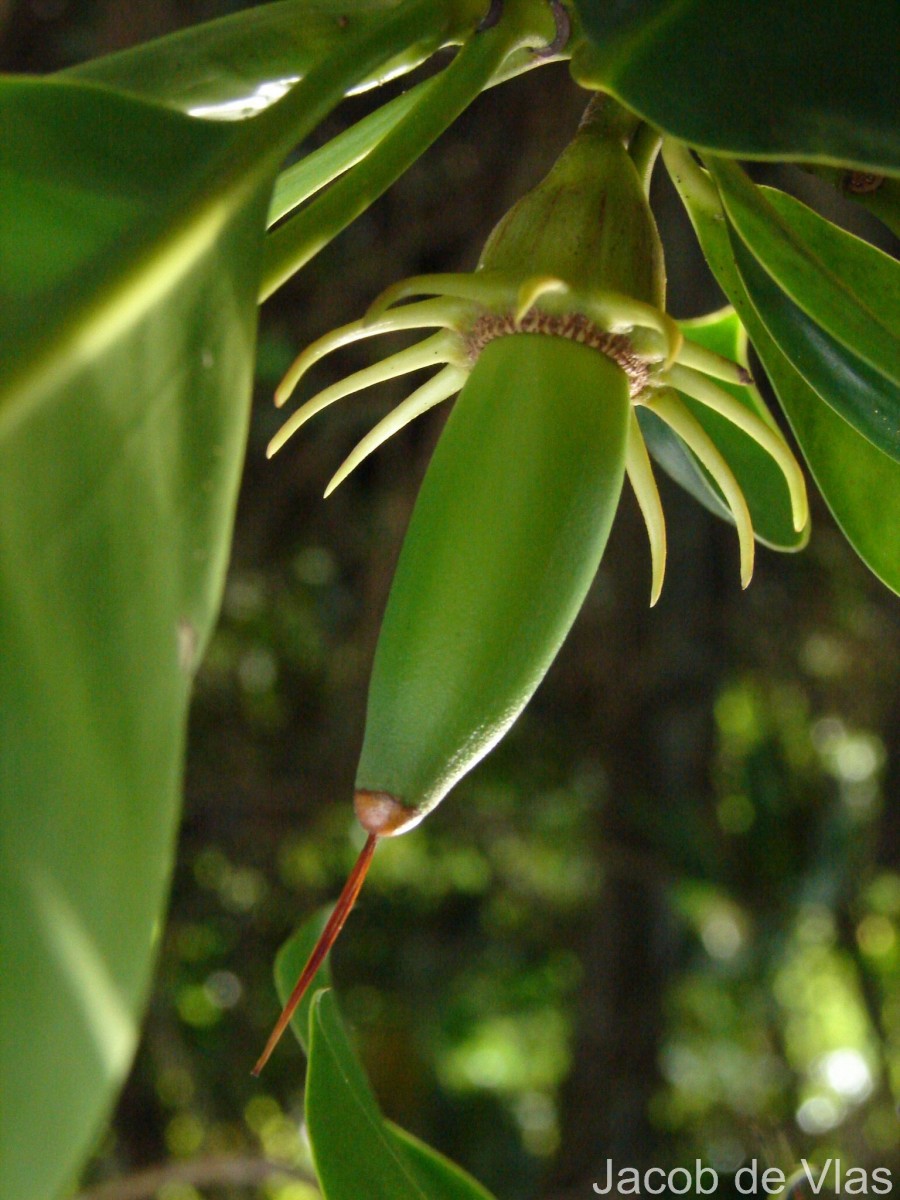 Bruguiera gymnorhiza (L.) Lam.